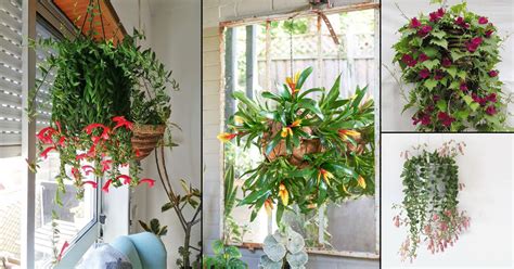 13 Amazing Indoor Flowering Plants for Hanging Baskets