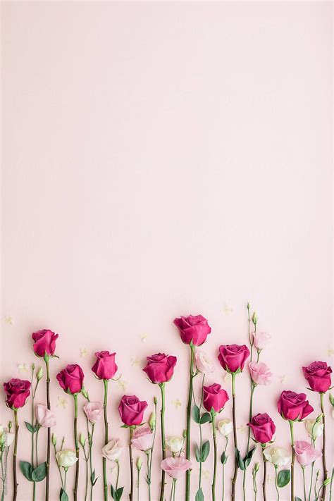 "Pink Roses On A Pink Background" by Stocksy Contributor "Ruth Black" | Flower wallpaper, Flower ...