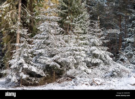 Spruce tree trees forest covered with snow Stock Photo - Alamy