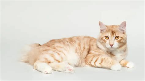 KURILIAN BOBTAIL CAT PERSONALITY AND BREED (ALL YOU NEED TO KNOW ...