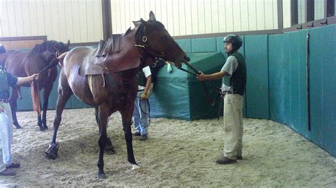 Horse Breeding Mare - Horse Choices