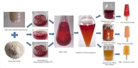 | Production and separation of Monascus purpureus NRRL 1992 pigments ...