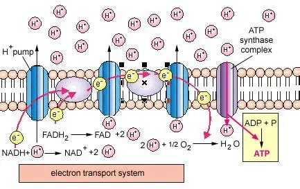 Chemiosmotic Theory - BIOLOGY JUNCTION