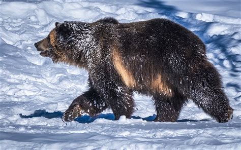 Download wallpapers Grizzly, 4k, winter, wildlife, Grizzly bear ...