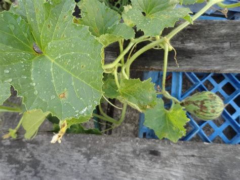 Is this a sign of some disease or insect damage? (Piel De Sapo plant ...