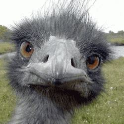 Ostrich GIFs - Get the best GIF on GIPHY