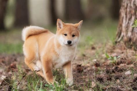 Bán Chó Shiba Inu Thuần Chủng - Bảo Hành Toàn Diện 365 Ngày