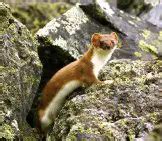 Ermine - Description, Habitat, Image, Diet, and Interesting Facts