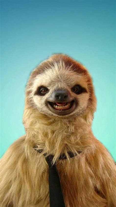 Funny Sloth Wallpapers - Top Free Funny Sloth Backgrounds - WallpaperAccess