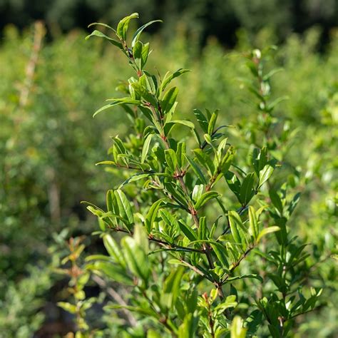 Perfect Plants Wonderful Pomegranate Shrub: Crimson Blooms and ...