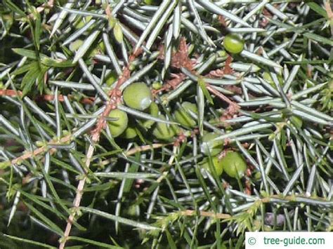 Common juniper | Juniperus communis