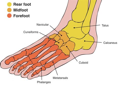 Top Of Foot Pain Diagram