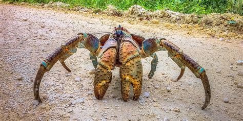 Coconut Crab Claw Strength Rivals Lion's Bite, Study Shows | The ...