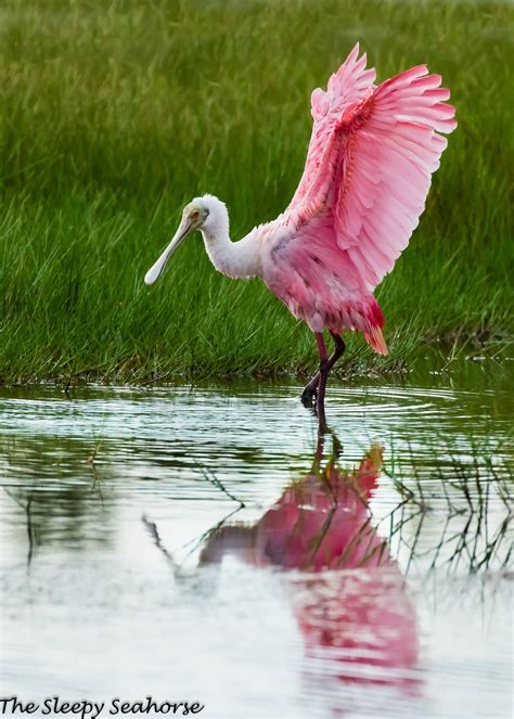 Roseate Spoonbill Bird Photography Florida Birds Florida - Etsy