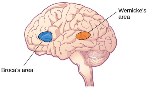 Lobes of the Brain | Introduction to Psychology