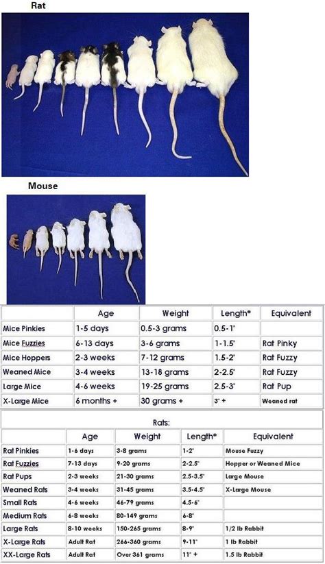 Mouse/Rat Size and Comparison Chart