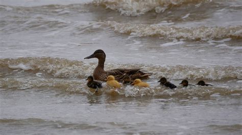 Surfing Ducklings - YouTube