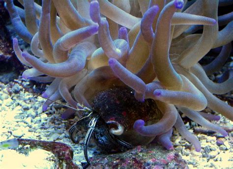 Sea Anemone and Hermit Crab (sealife 16) | Explore SMD Image… | Flickr - Photo Sharing!