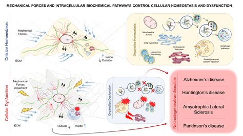 Cells | Free Full-Text | Biochemical Pathways of Cellular ...