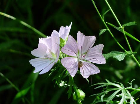 Musk Mallow Flower Blossom - Free photo on Pixabay - Pixabay