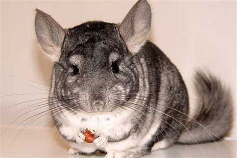 Chinchilla Teeth: Size, Growth, Care, And Vital Information