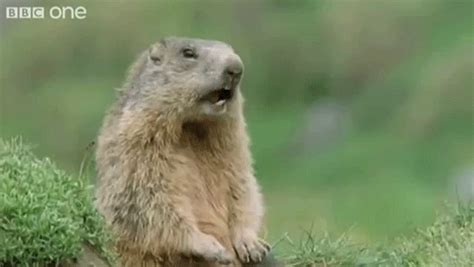 Caddyshack Gopher Meme