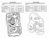 Free Animal Cell Coloring Page  Printables Kidadl sketch template