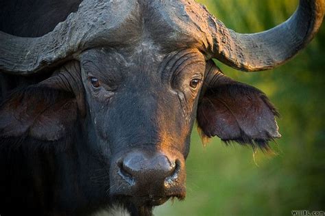 Cape Buffalo | Wildlife photography, Wildlife, Animals beautiful