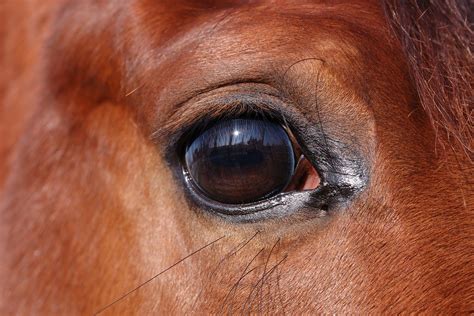 Blepharitis in Horses - Symptoms, Causes. Diagnosis, Treatment, Recovery, Management, Cost