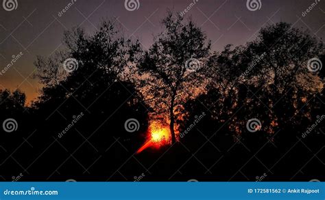 Beautiful Sunset Behind Trees , Tree Shadow in Sunset , Beautiful ...