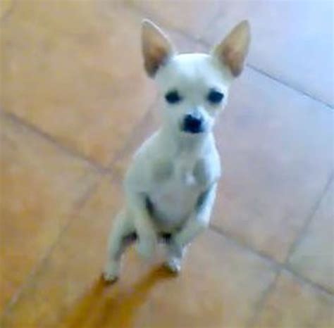 Viral Video of the Day: 'El Willy,' the flamenco dancing chihuahua ...