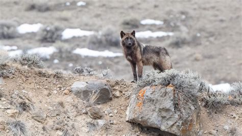 “The howl of wolves officially returns to Colorado" – watch as first ...