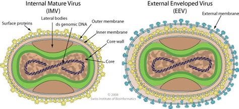 Virology: Poxviridae