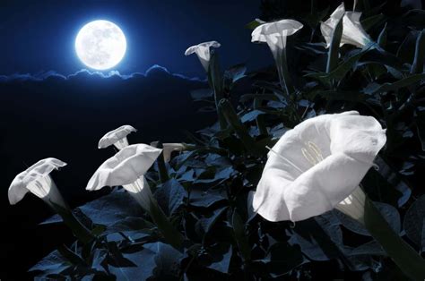 La Fleur De Lune : Significations De Cette Plante Dépolluante