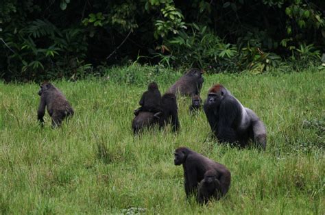 Congo census uncovers 125,000 gorillas - UPI.com