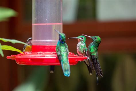 8 Easy Tips for Feeding Hummingbirds