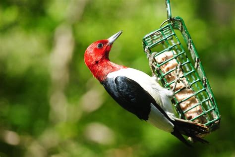 Birding Basics: Our Guide to Making Suet for Birds - Birds and Blooms