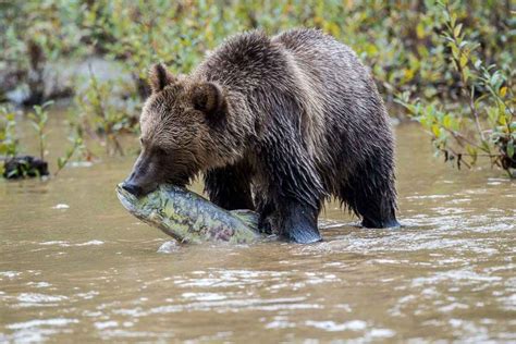 Homalco Wildlife Tours: Going Home to Bute Inlet | Coast Funds