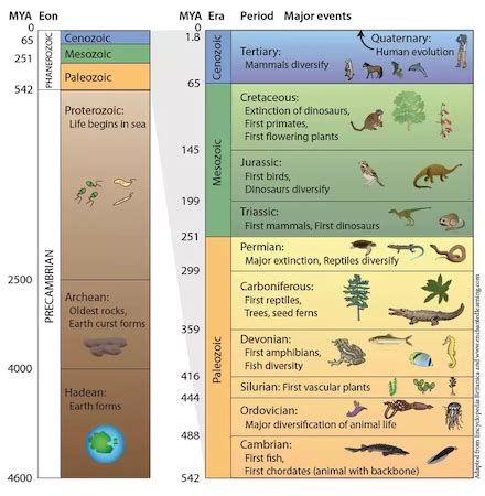 Phanerozoic Eon | Overview & Era - Video & Lesson Transcript | Study.com