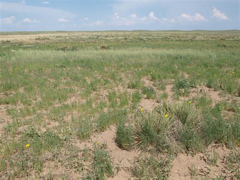 File:Cimarron grassland.jpg - Wikipedia