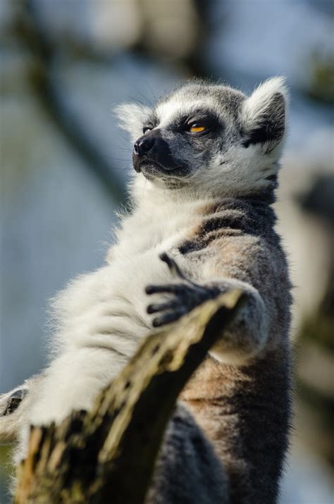 Madagascar: A Guide to Using the Film as an Educational Tool for Lemur Conservation - Lemur ...