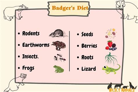 What Do Badgers Eat? | Exploring The Diverse Diet of Badgers