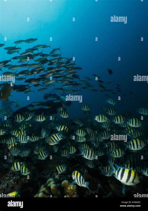 School of tropical fish Stock Photo - Alamy