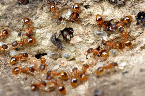 Lazy ants lay eggs for their industrious sisters to eat | New Scientist