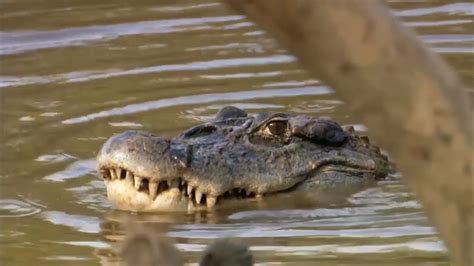 Black Caiman Documentary - YouTube