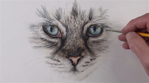 How To Draw A Realistic Cat Eye