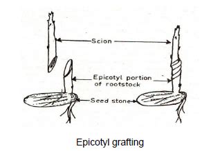 Epicotyl (Stone) Grafting