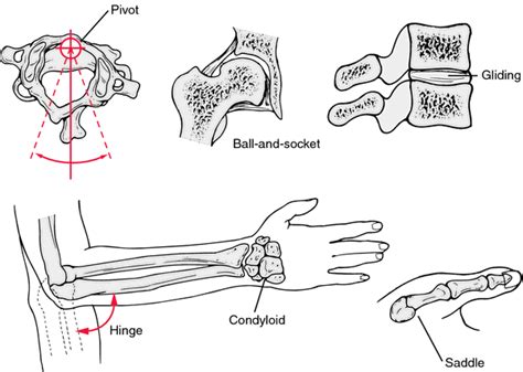 Hinge joint | definition of hinge joint by Medical dictionary