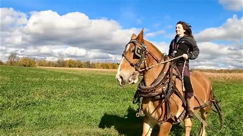 RIDING DRAFT HORSES: Has Bill Ever Been Ridden??? // Barn Wall is ...