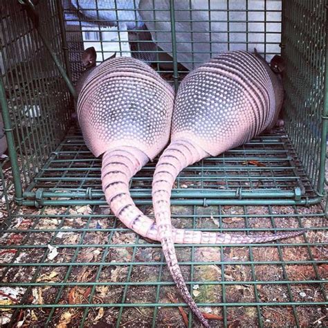 Armadillo Removal Experts Near You | ASAP Wildlife Removal | ASAP Wildlife Removal